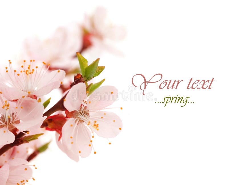 Fleurs de source. photos stock