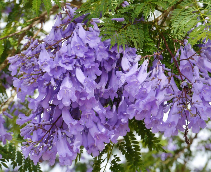 Fleurs De Trompette Violettes Dans Un Arbre Image stock - Image du fleur,  normal: 37780225
