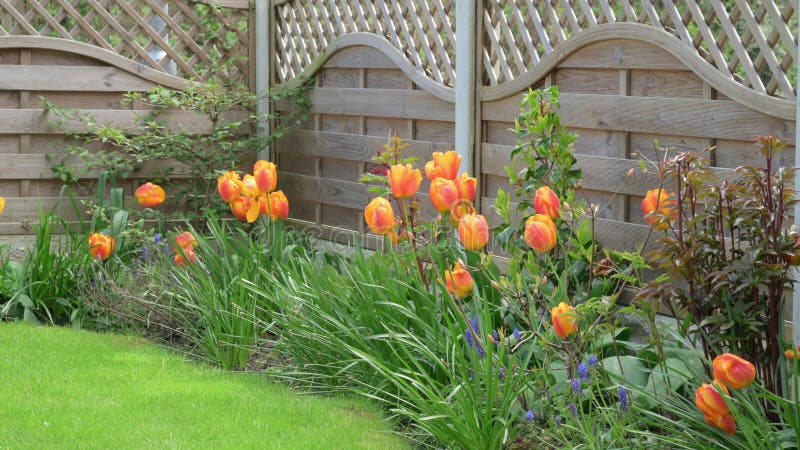 Fleurs de tulipe orange et jaune soufflant dans une brise douce