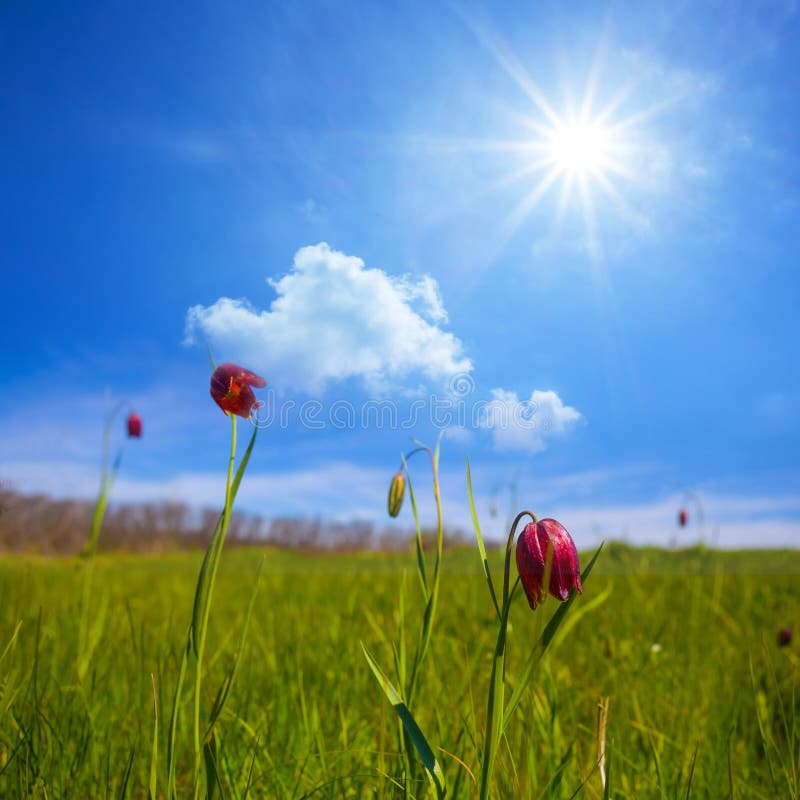 Fleurs de tulipe sauvage dans la prairie verte au printemps jour ensoleillé photos stock