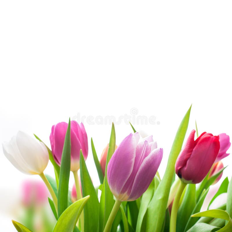 Fleurs de tulipes de ressort photographie stock libre de droits Fleurs de tulipes de ressort photographie stock libre de droits