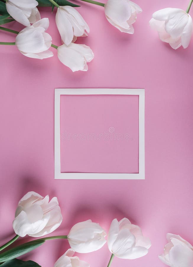 Fleurs de tulipes et feuille de papier blanches au-dessus de fond rose-clair Carte pour le jour de mères, le 8 mars, Joyeuses Pâq images libres de droits