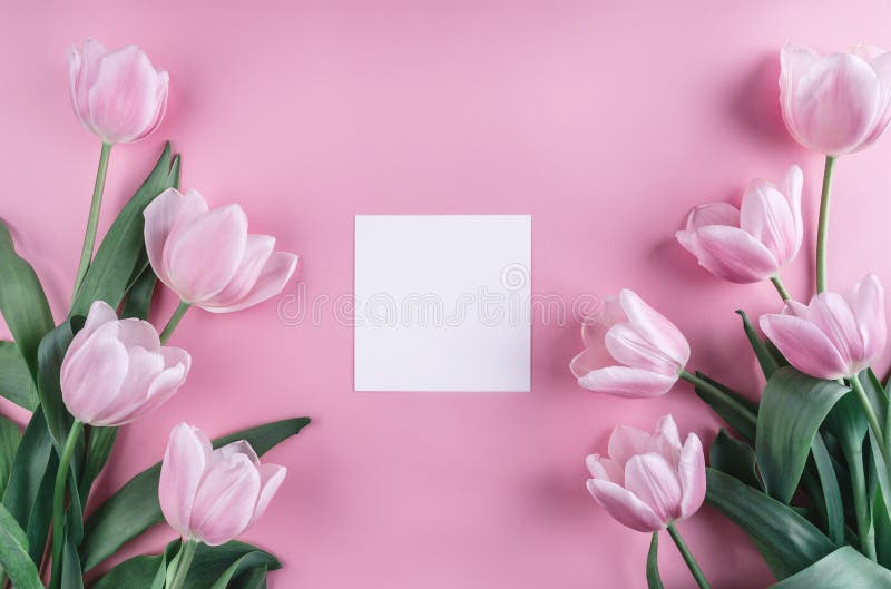 Fleurs de tulipes et feuille de papier roses au-dessus de fond rose-clair Cadre ou fond de jour de valentines de saint photos libres de droits Fleurs de tulipes et feuille de papier roses au-dessus de fond rose-clair Cadre ou fond de jour de valentines de saint photos libres de droits