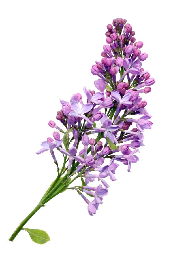 Fleurs De Vrai Lilas Mauve-clair Sur La Petite Branche Photo stock - Image  du pétale, studio: 116934174