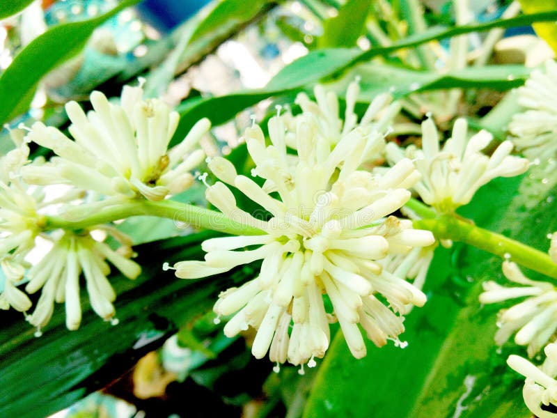 Fleurs Des Fragrans De Dracaena Image stock - Image du tropical, rouge:  67534409