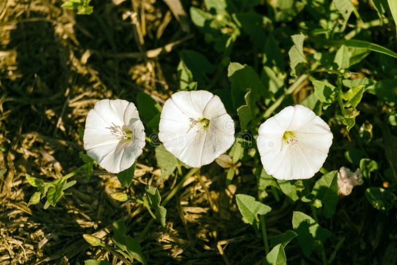 Feuilles Et Fleurs Blanches Sur La Haie Photo Stock Image