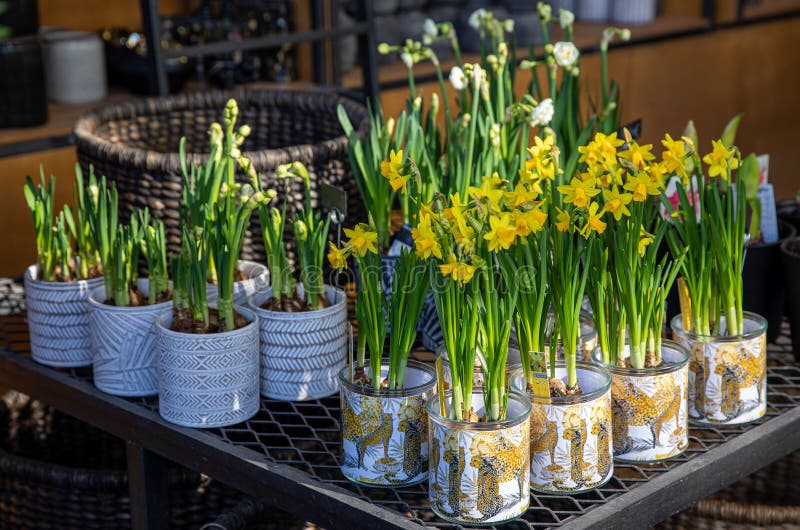 Fleurs En Pot D'avalanche De La Division 8 De Jonquilles De Tazetta De  Narcisse La Floraison Dans Le Temps De Magasin De Jardin Au Image stock -  Image du vert, beau: 171294957