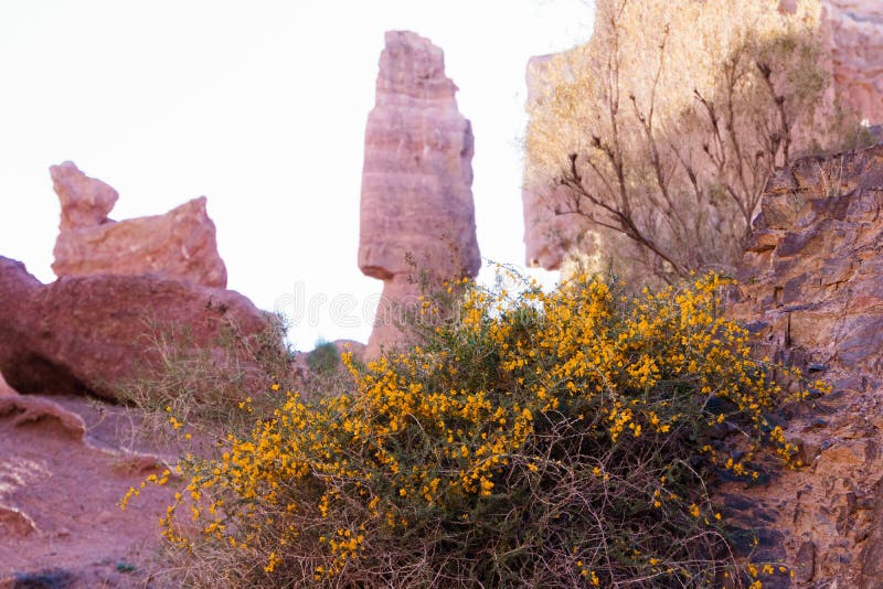 Fleurs et arbustes dans la perspective d'un paysage de montagne Kazakhstan, canyon de Charyn image stock Fleurs et arbustes dans la perspective d'un paysage de montagne Kazakhstan, canyon de Charyn image stock
