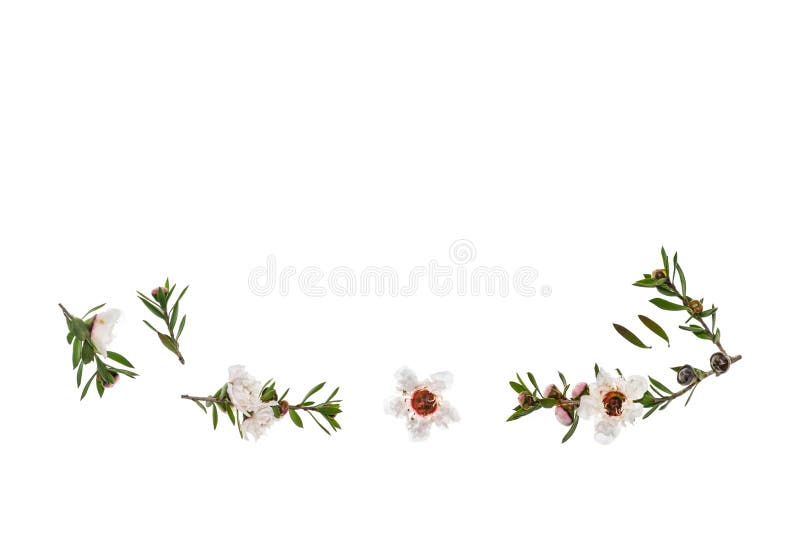 Fleurs et brindilles blanches d'isolement de manuka sur le fond blanc avec l'espace de copie ci-dessus image stock Fleurs et brindilles blanches d'isolement de manuka sur le fond blanc avec l'espace de copie ci-dessus image stock