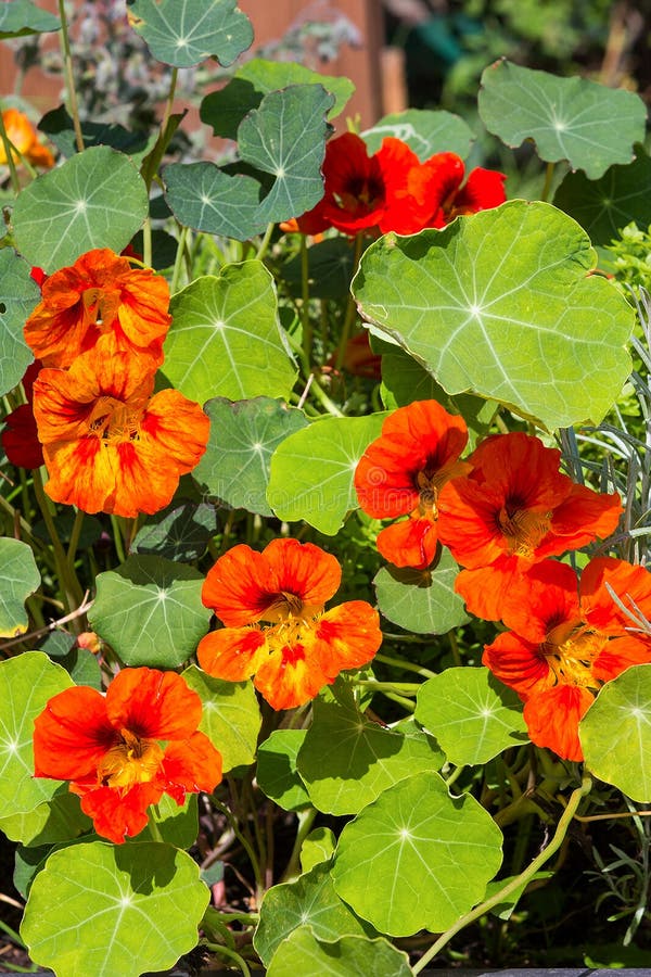 Fleurs et feuilles de cresson ou de Nasturium images stock Fleurs et feuilles de cresson ou de Nasturium images stock