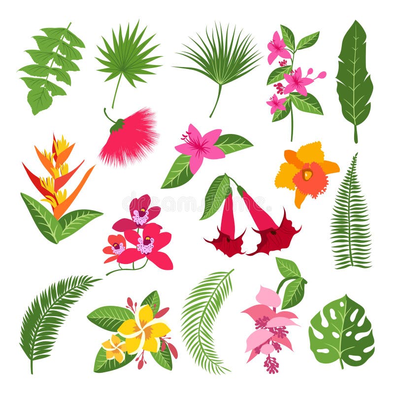 Feuilles Et Usines Tropicales Isolat De Photos De Dessin De Main De Vecteur  Illustration de Vecteur - Illustration du floral, frais: 100835254