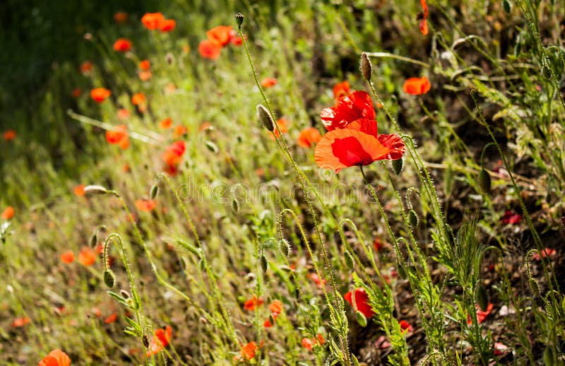 Fleurs et herbe de pavot photographie stock Fleurs et herbe de pavot photographie stock