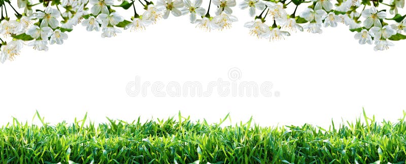 Flowers and green grass. Natural spring border. Isolated on white background. Isolation is on a transparent layer in the PNG format. Flowers and green grass. Natural spring border. Isolated on white background. Isolation is on a transparent layer in the PNG format.