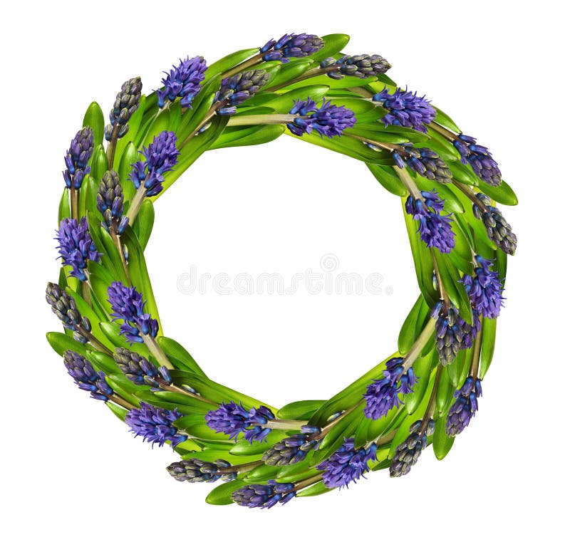 Fleurs et leavesin bleus de jacinthe une guirlande ronde photographie stock libre de droits Fleurs et leavesin bleus de jacinthe une guirlande ronde photographie stock libre de droits
