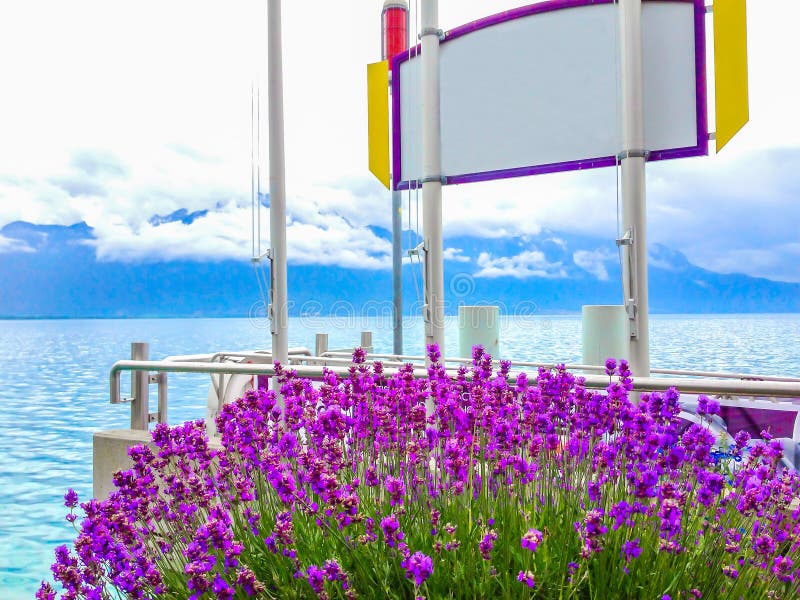 Fleurs et signe vide blanc avec le cadre pourpre, fond avec le beau lac brouillé et fond d'île image libre de droits Fleurs et signe vide blanc avec le cadre pourpre, fond avec le beau lac brouillé et fond d'île image libre de droits