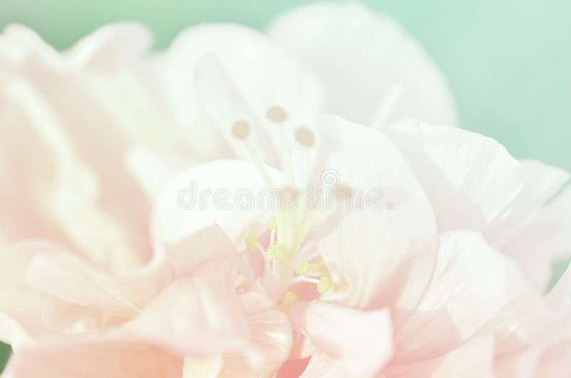 Fleurs faites avec des filtres de couleur photos stock Fleurs faites avec des filtres de couleur photos stock