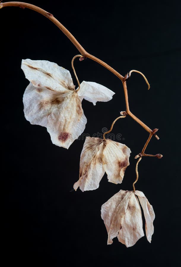 Fleurs Fanées De Fleur De Phalaenopsis D'orchidée Image stock - Image du  mourir, affaiblissement: 123532751
