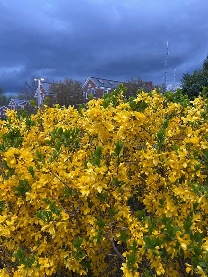 Fleurs Forsythia Jaunes Lumineux et orage fin mars image stock