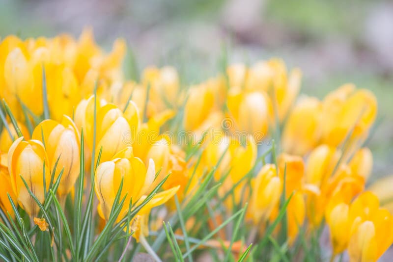 Fleurs hollandaises de safran de source photo stock Fleurs hollandaises de safran de source photo stock