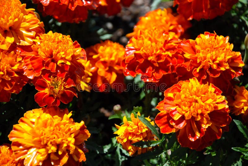 Download Fleurs jaune,orange image stock. Image du fleur, outdoors , 4293575