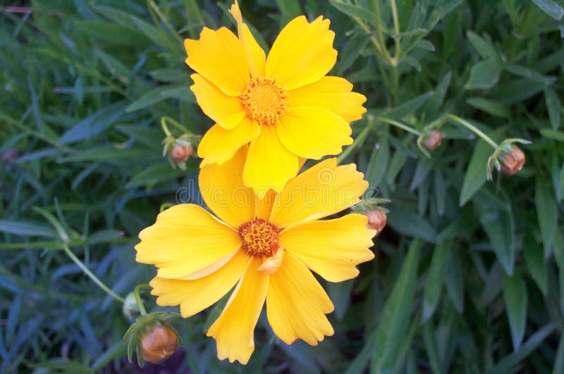Fleurs jaunes image stock Fleurs jaunes image stock
