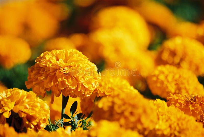Fleurs jaunes images libres de droits