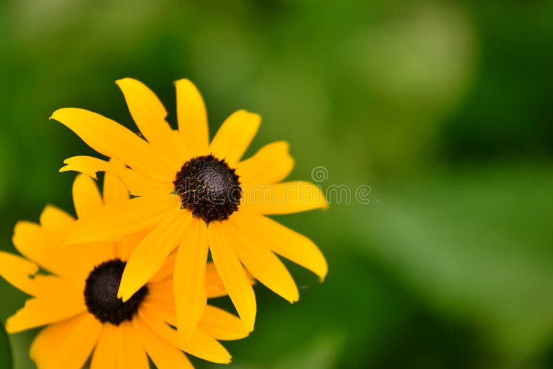 Fleurs jaunes photographie stock libre de droits Fleurs jaunes photographie stock libre de droits
