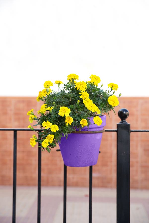 Fleurs jaunes dans le pot de fleurs ultra-violet photos stock Fleurs jaunes dans le pot de fleurs ultra-violet photos stock