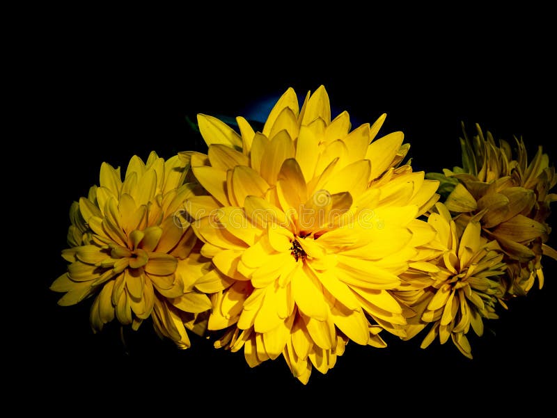 Fleurs jaunes de dahlia sur un fond noir