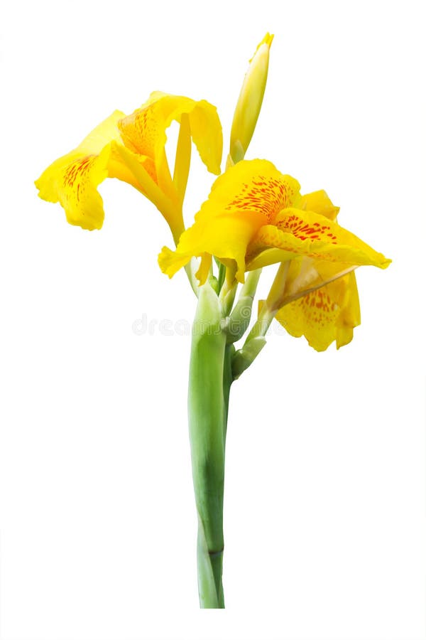 Fleurs jaunes de lis de canna sur le fond blanc photographie stock libre de droits Fleurs jaunes de lis de canna sur le fond blanc photographie stock libre de droits