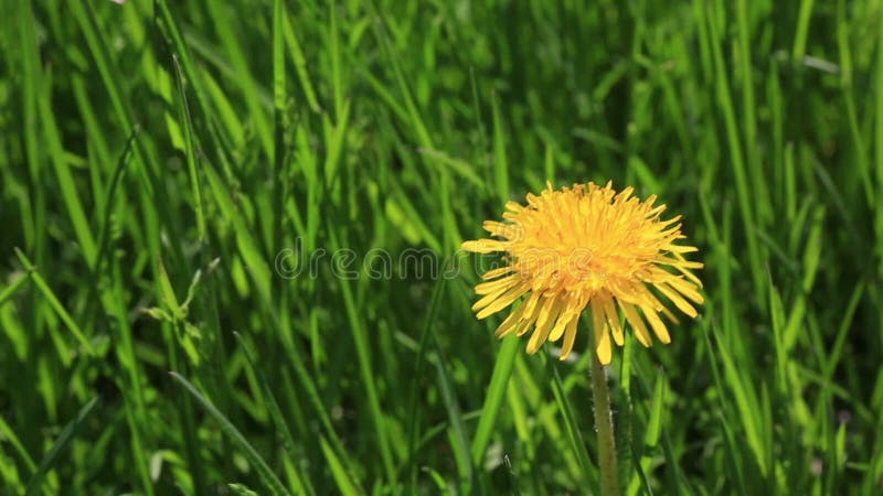 Fleurs jaunes de pissenlit dans l'herbe