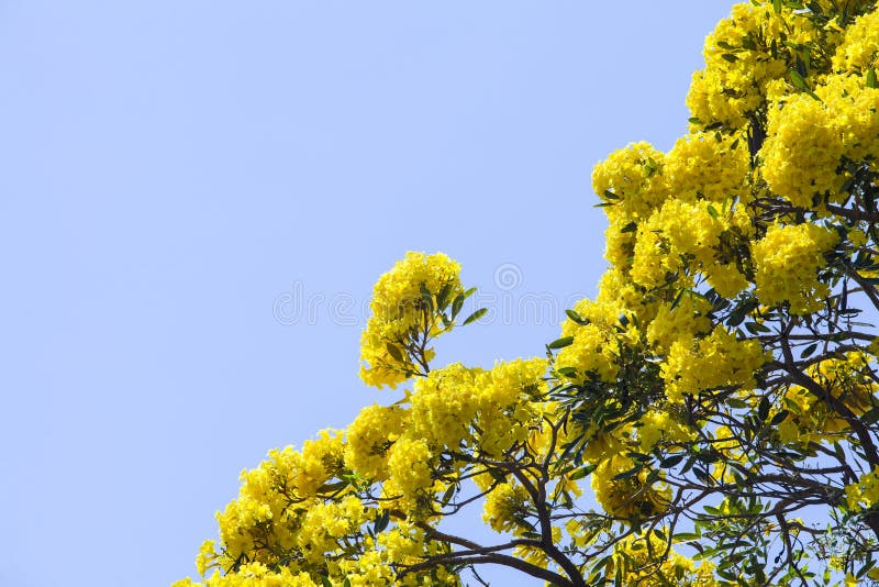 Fleurs jaunes en nature image libre de droits