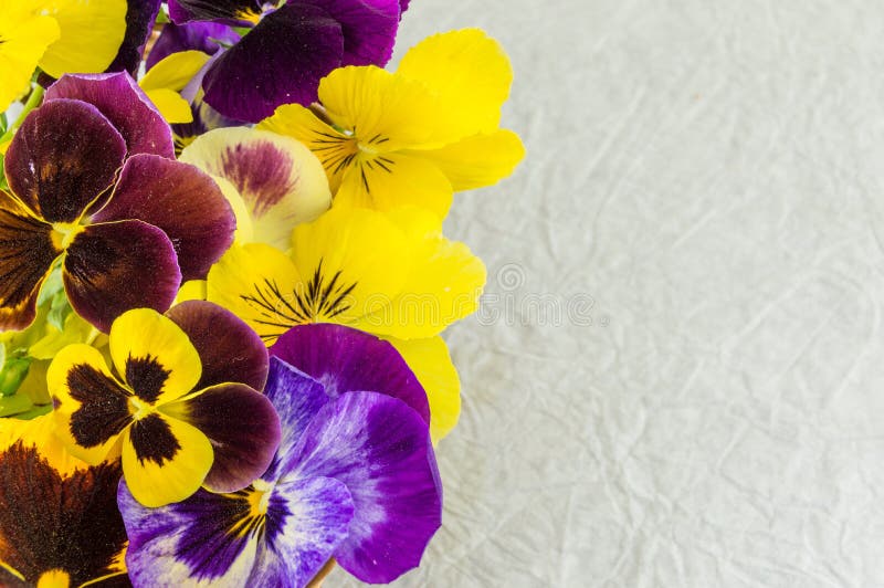 Fleurs jaunes et violettes photo stock. Image du lame - 70673414