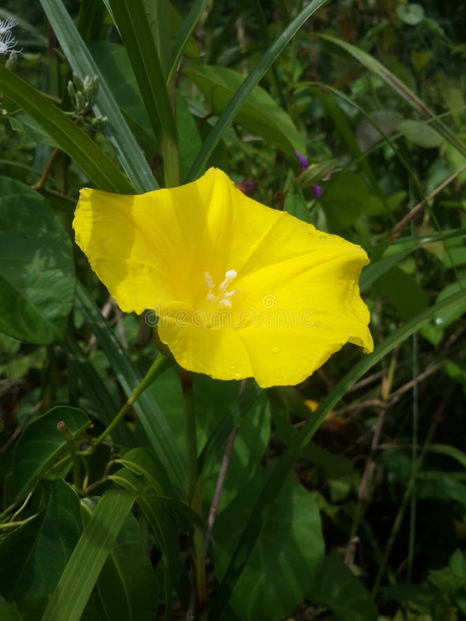 Fleurs Jaunes Sauvages Dispersées Sur Les Arbustes En Bord De Route à  Kalimantan Indonésie 7 Image stock - Image du sauvage, prairies: 215000505