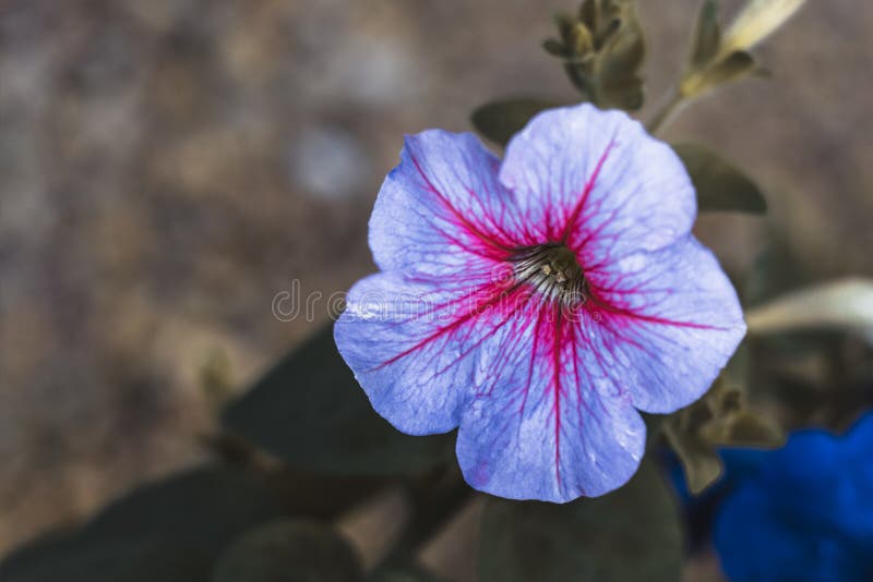 Fleurs ? la maison p?tunia ?clairage naturel ayez la tonalit? Plan rapproch? images stock Fleurs ? la maison p?tunia ?clairage naturel ayez la tonalit? Plan rapproch? images stock