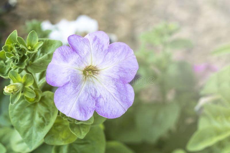 Fleurs ? la maison p?tunia ?clairage naturel ayez la tonalit? Plan rapproch? images stock Fleurs ? la maison p?tunia ?clairage naturel ayez la tonalit? Plan rapproch? images stock