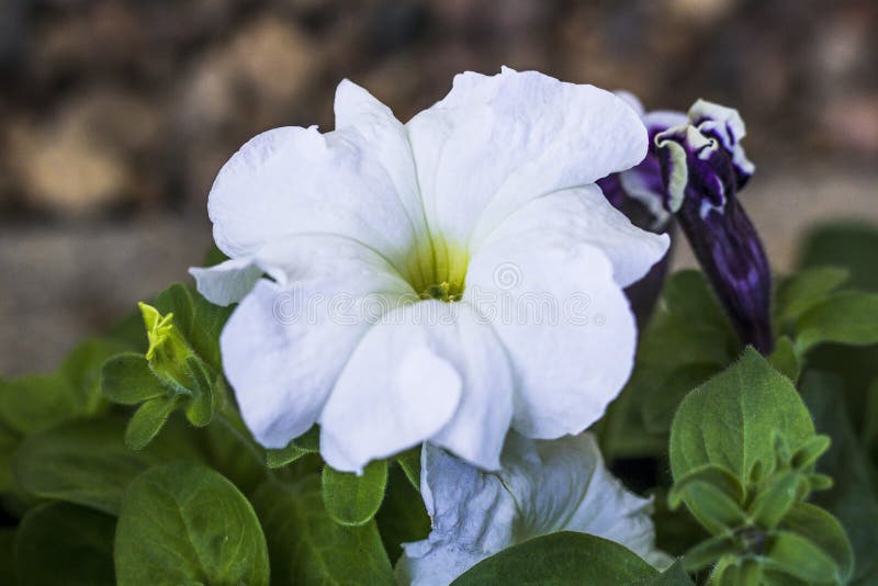 Fleurs ? la maison p?tunia ?clairage naturel ayez la tonalit? Plan rapproch? photo stock Fleurs ? la maison p?tunia ?clairage naturel ayez la tonalit? Plan rapproch? photo stock