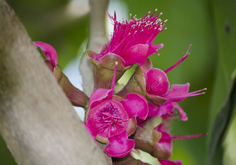 Fleurs malaises de pomme rose photographie stock Fleurs malaises de pomme rose photographie stock
