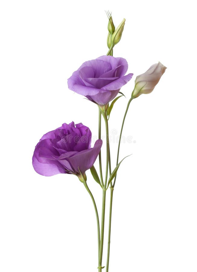 Fleurs mauve-clair image stock. Image du isolement, perfection - 44217643