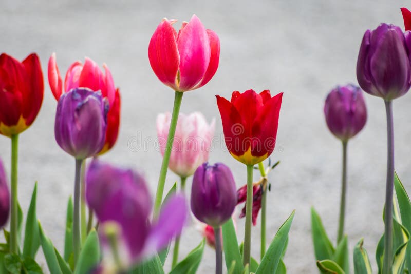 Fleurs Mauves Rouge-rose Et De Tulipe Dans Le Printemps. Photo stock -  Image du rouge, jardin: 172109556