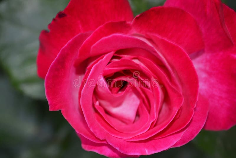 Fleurs merveilleuses 1 de jardin photos stock Fleurs merveilleuses 1 de jardin photos stock