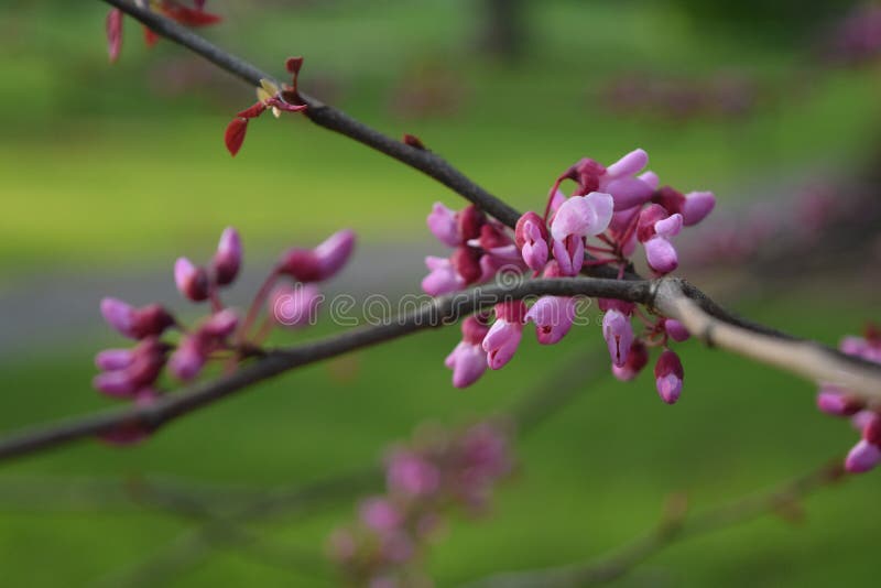 Fleurs minuscules fleurissant au printemps photo libre de droits Fleurs minuscules fleurissant au printemps photo libre de droits