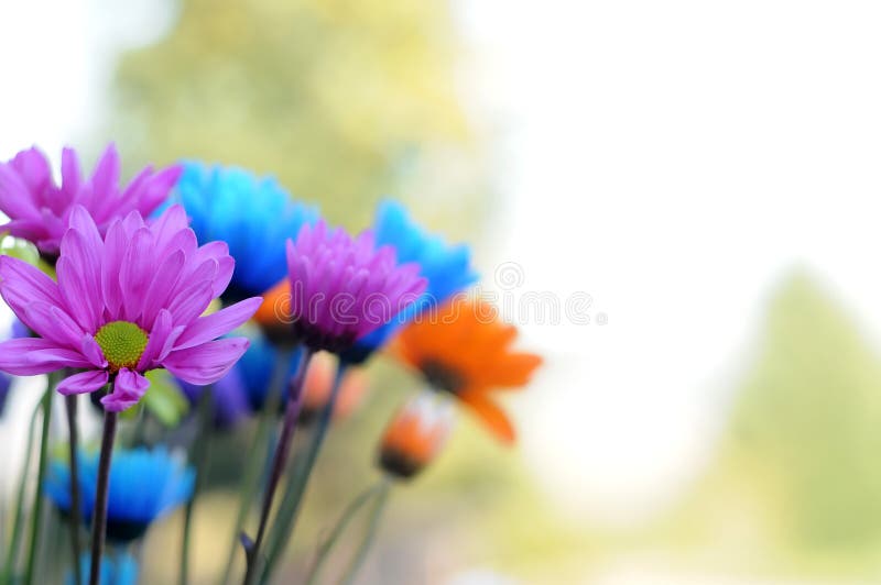 Fleurs multicolores de marguerite