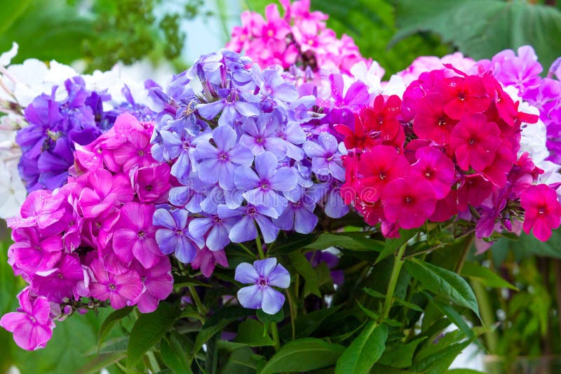 Fleurs multicolores de phlox dans le bouquet