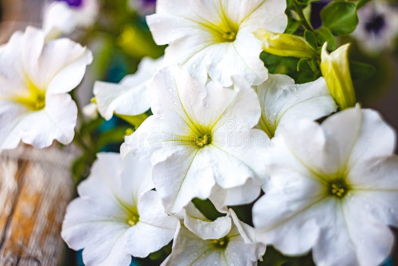 Fleurs PÃ©tunia Rouge, Violet Rose, Fleurs Blanches Dans Un Pot De Fleurs  Sur Le Balcon Ã La LumiÃ¨re Du Soleil Image stock - Image du nature, frais:  155609195