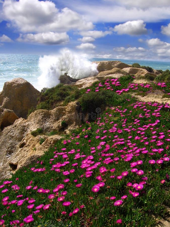 fleurs Portugal de plage d'Algarve belles photo stock fleurs Portugal de plage d'Algarve belles photo stock