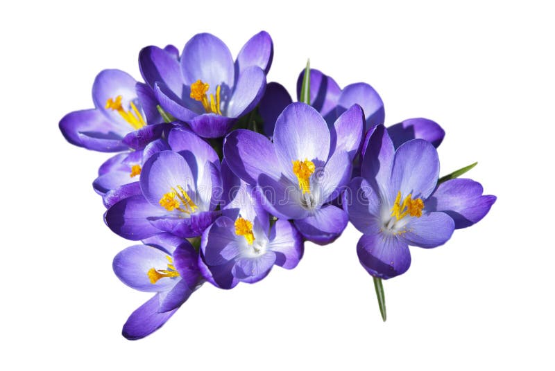 Fleurs de crocus photographie stock Fleurs de crocus photographie stock