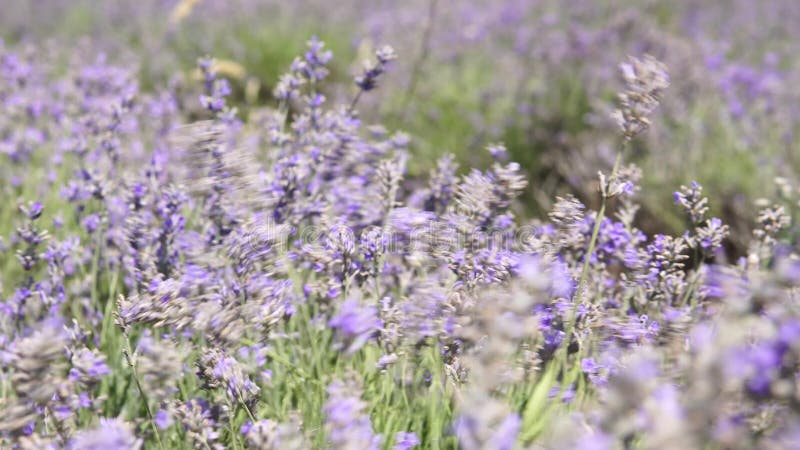 Fleurs pourpres de lavande dans un domaine avec le vent banque de vidéos