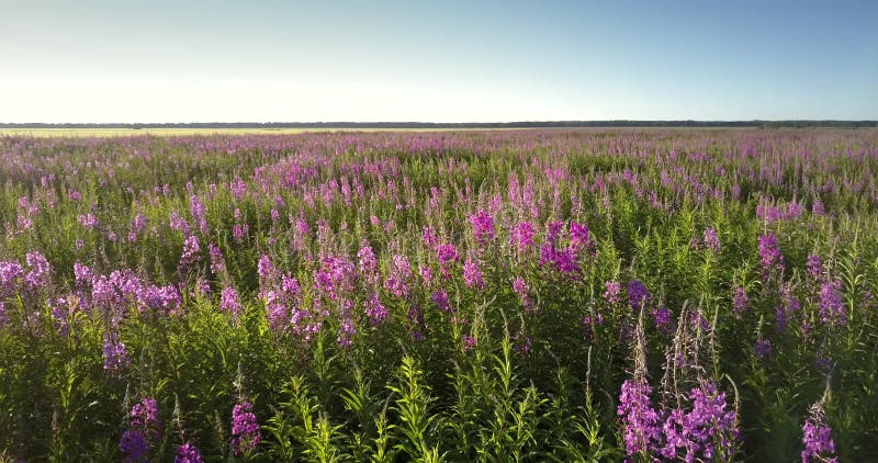 Fleurs pourpres de lavande sur la fleur verte de tiges sur le vaste pré banque de vidéos
