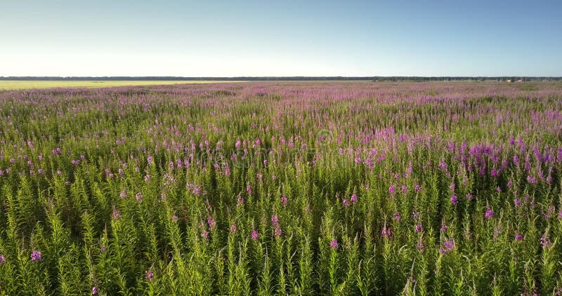 Fleurs pourpres pittoresques de pré de lavande sous le ciel bleu banque de vidéos
